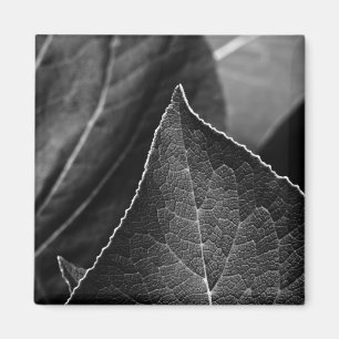 leaves being magnet