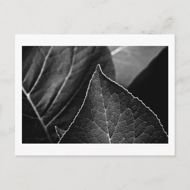 leaves being postcard (Front)