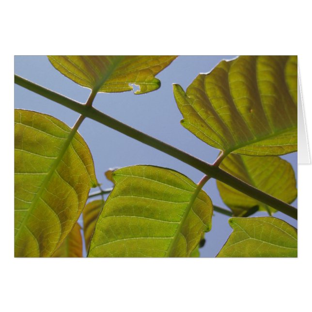 Leaves Card (Front Horizontal)