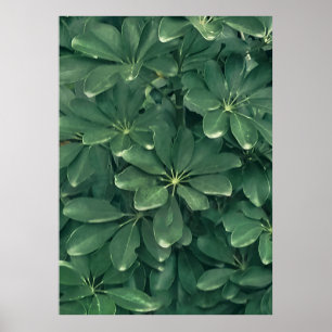 Leaves closeup photo poster