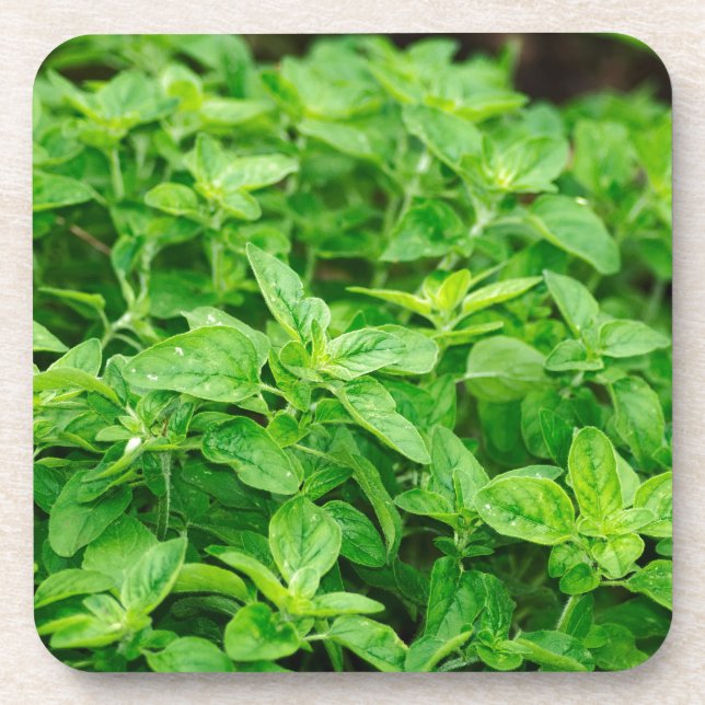 Leaves Coaster (Front)