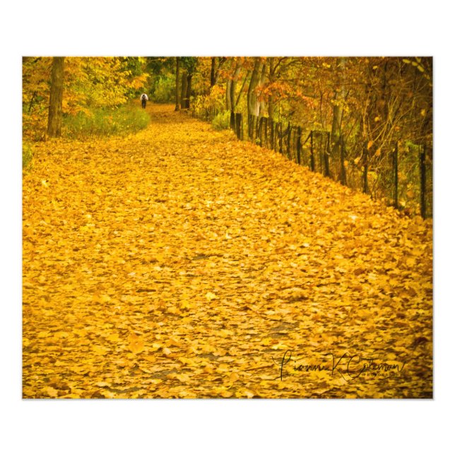 LEAVES GONE WILD FALL FOLIAGE PHOTO PRINT (Front)