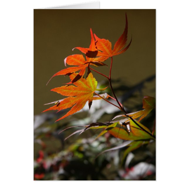 Leaves in Sunlight (Front)