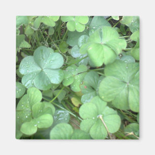 leaves in the rain magnet