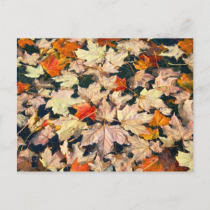 Leaves, Leaves, Leaves Postcard