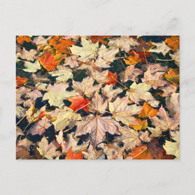 Leaves, Leaves, Leaves Postcard (Front)