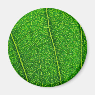 leaves magnet