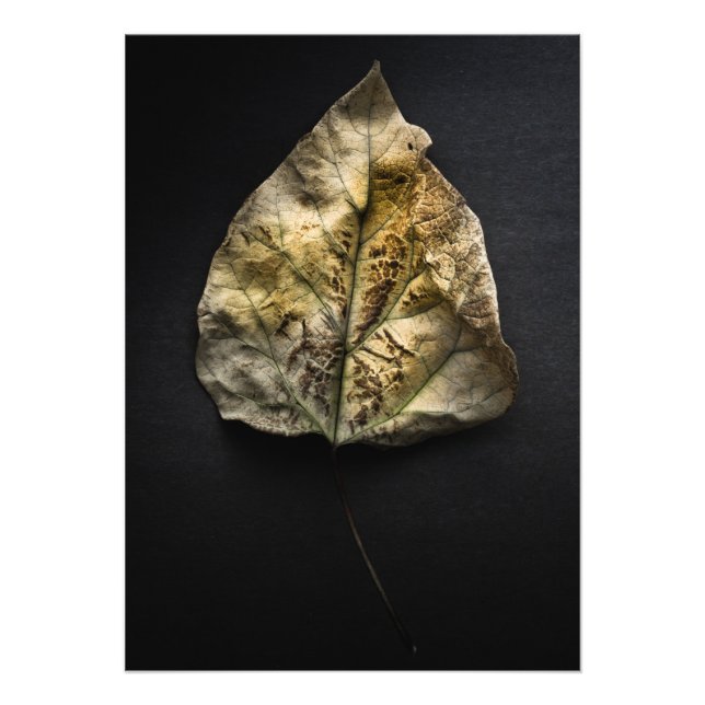 Leaves No 1 Colour Version Photo Print (Front)