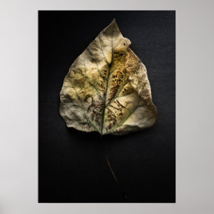 Leaves No 1 Colour Version Poster