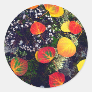 Leaves on a lichen covered rock, Rocky Mountains Classic Round Sticker