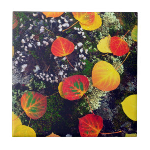 Leaves on a lichen covered rock, Rocky Mountains Tile