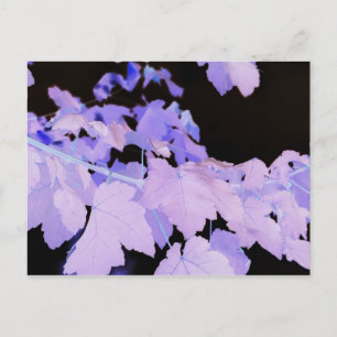 Leaves~ photography by Lauren Perry~ Postcard