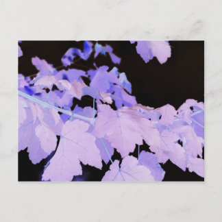 Leaves~ photography by Lauren Perry~ Postcard