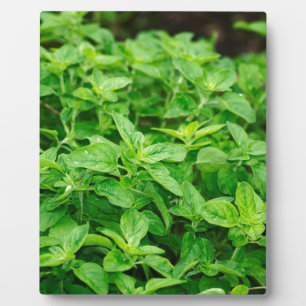 Leaves Plaque