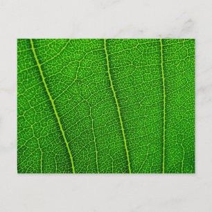 leaves postcard