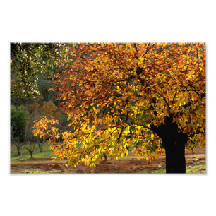 Leaves sea breams of the chestnut tree in autumn photo print