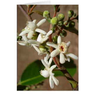 LECYTHIDACEAE: Cariniana legalis