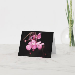 LECYTHIDACEAE: Couratari tenuicarpa Card