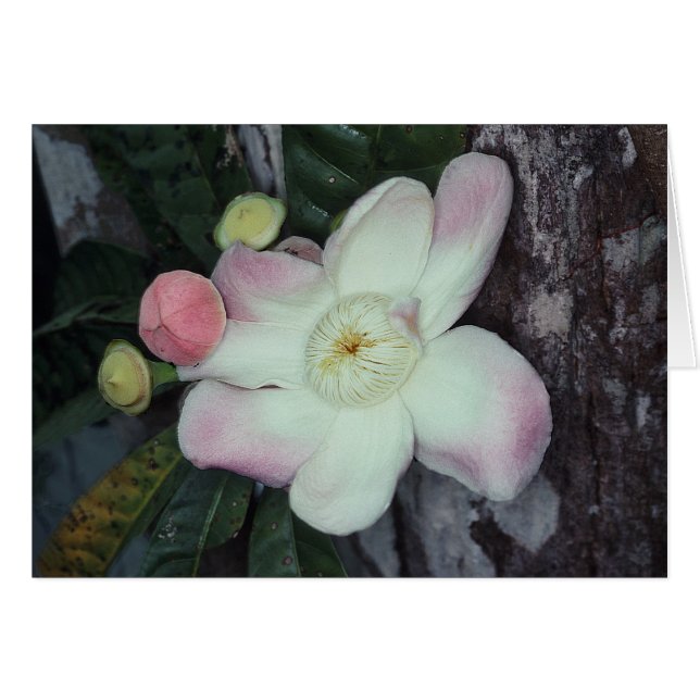 LECYTHIDACEAE: Gustavia augusta (Front Horizontal)