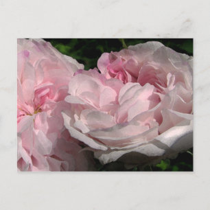 Leda Rose Flower Postcard