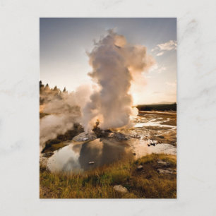 Ledge Geyser, Norris Geyser Basin Postcard