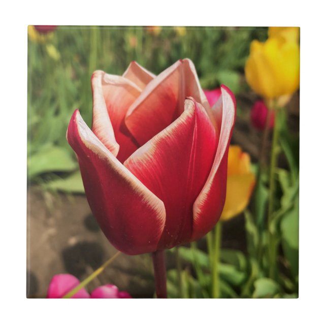 Leen Van Der Mark Tulip, Oregon Ceramic Tile (Front)