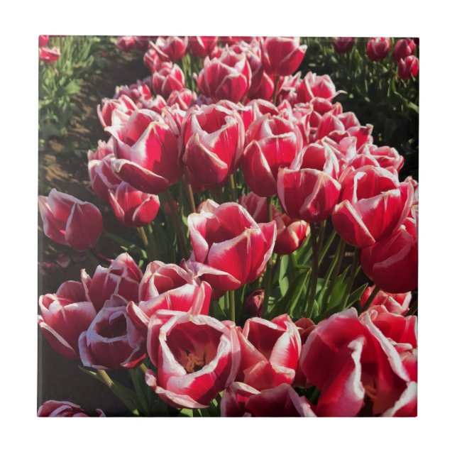 Leen Van Der Mark Tulips, Oregon Ceramic Tile (Front)