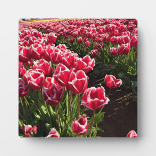 Leen Van Der Mark Tulips, Oregon Plaque