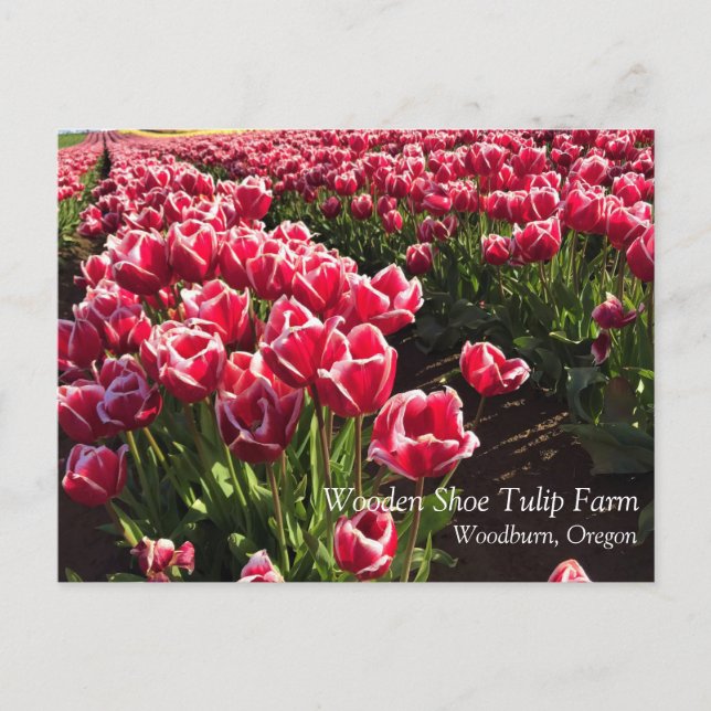 Leen Van Der Mark Tulips, Oregon Postcard (Front)