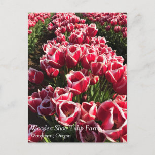 Leen Van Der Mark Tulips, Oregon Postcard