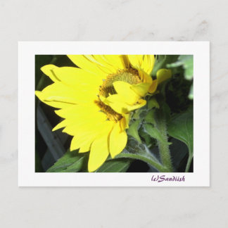 left face sunflower postcard