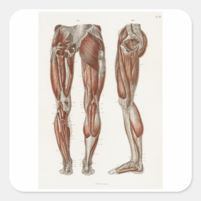 Leg Day Muscle Structures Square Sticker (Front)
