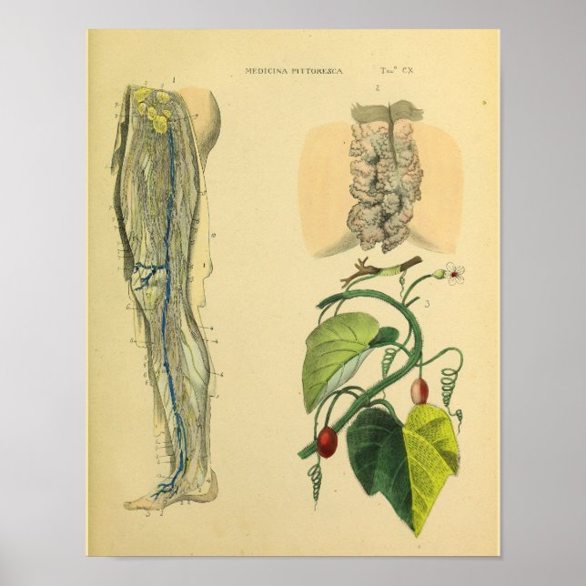 Leg Lymphatics Veins Anatomy Vinatge Art Print (Front)