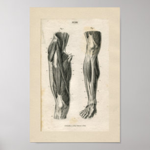 Leg Muscles Vintage Anatomy Print