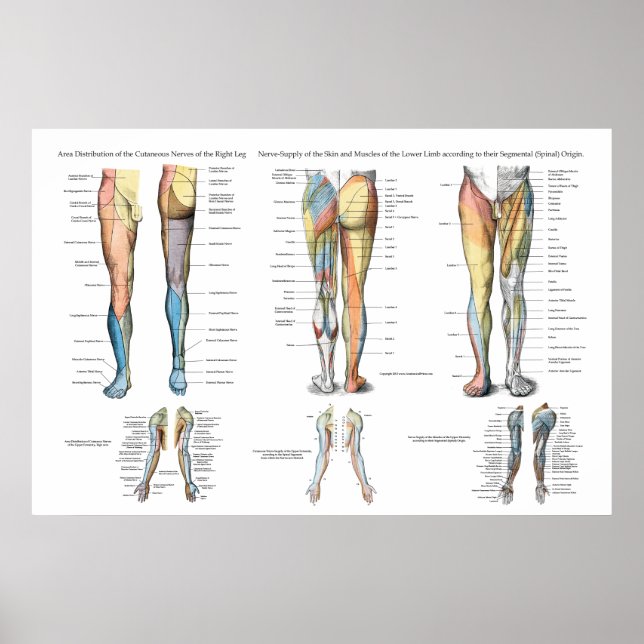 Leg Nerve Innervation of Lower Extremities Poster (Front)