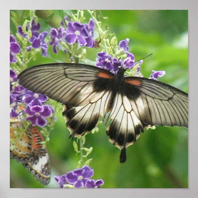 Legend of Butterflies Poster Print (Front)