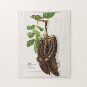 Legume (Ceratonia Siliqua L.) Fruit Painting Jigsaw Puzzle