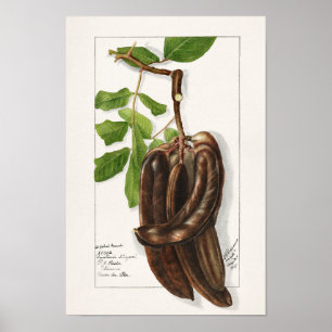 Legume (Ceratonia Siliqua L.) Fruit Painting Poster