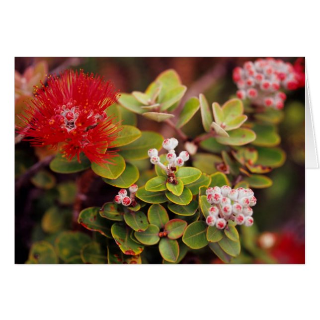 Lehua Blossoms In Hawaii Volcanoes (Front Horizontal)