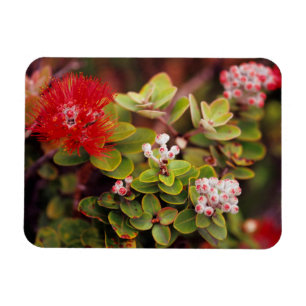 Lehua Blossoms In Hawaii Volcanoes Magnet