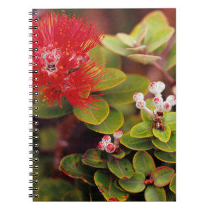 Lehua Blossoms In Hawaii Volcanoes Notebook