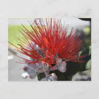 Lehua Postcard