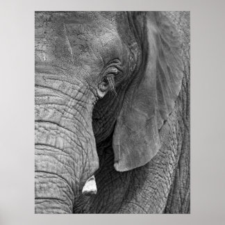 L'Elephant Print - Large