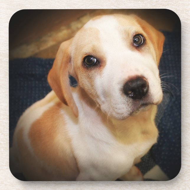 LEMON AND WHITE BEAGLE PUPPY COASTERS (Front)