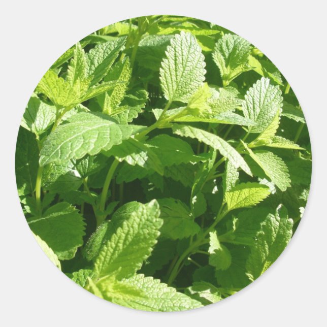 Lemon Balm Plant Classic Round Sticker (Front)