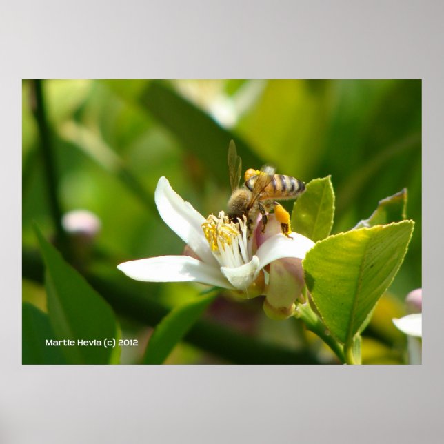Lemon Blossom Bee (3) Poster (Front)