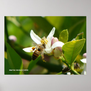 Lemon Blossom Bee (3) Poster