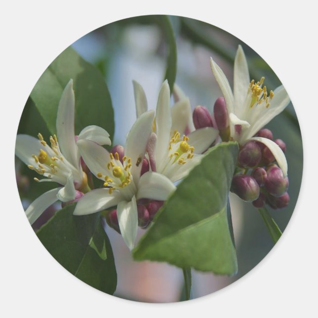 Lemon Blossoms Classic Round Sticker (Front)