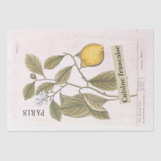 Lemon Botanical Illustration French Script Fruit Tissue Paper (Front)