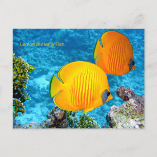Lemon Butterfly Fish Postcard